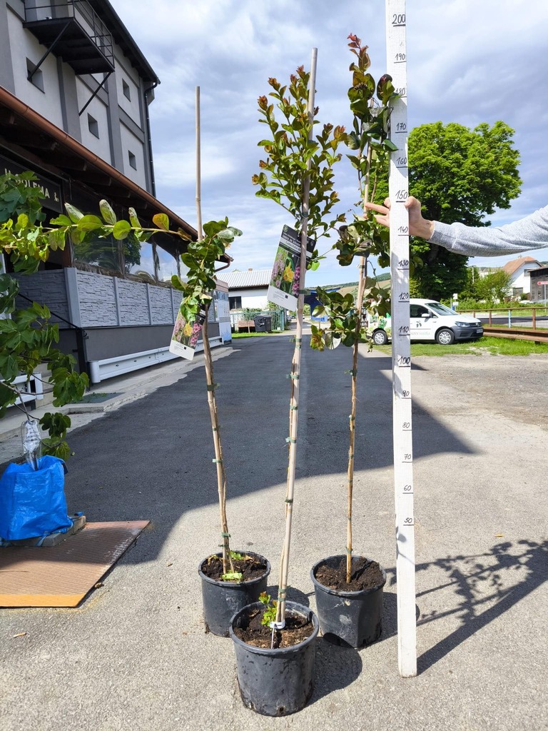 Lagerstroemia indica, 160-180 cm